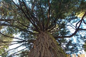 Looking up into a tree image