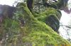 Tree moss