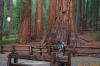 Giant Redwood