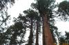 Giant redwoods