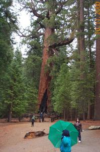 The Grizzly Giant image