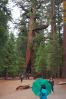 The Grizzly Giant
