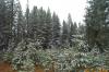 Snow on the trees