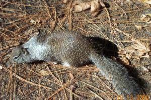 Ground Squirrel image
