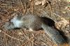 Ground Squirrel