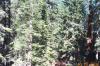 Trees in Yosemite