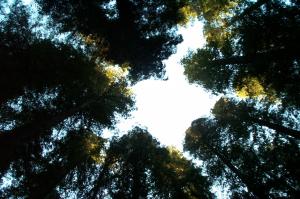 Up into the trees image