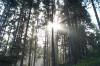Sun through the trees