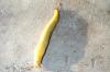 Banana slug