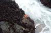 Starfish on the rocks