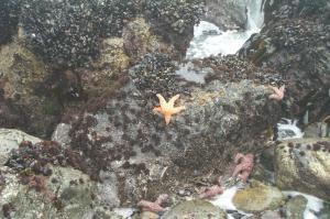 Starfish on the rocks image