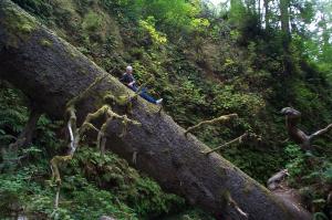 Fern Canyon image