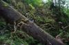 Fern Canyon