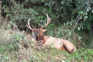An elk image