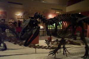 Dinosaur skeletons image