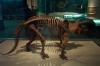 Dinosaur skeletons