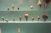 Shells in the Smithsonian