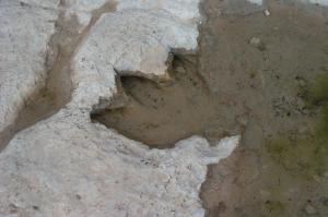 Dinosaur track image