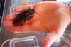 Madagascar Hissing Cockroach