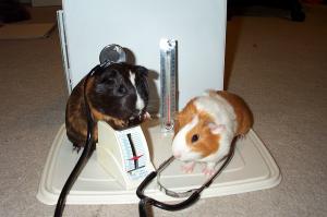Guinea Pig doctors image