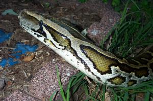 A huge snake image