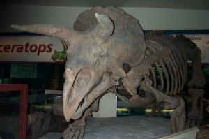Dinosaur skeleton image