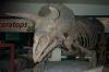 Dinosaur skeleton