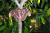 Atlas moth