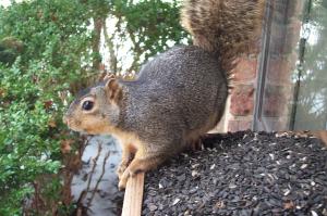 Squirrel image