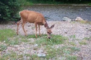 A deer image