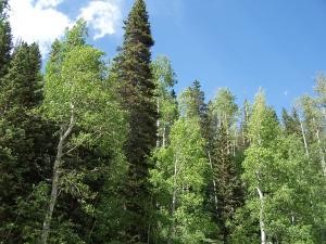 Trees on a hill image