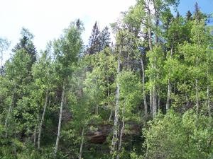 Trees on a hill image
