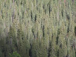 Trees on a hill image