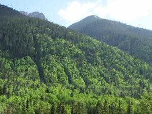 Trees on a hill image
