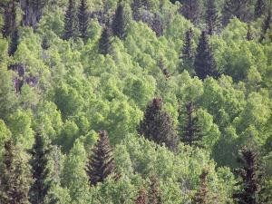 Trees on a hill image