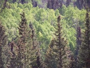 Trees on a hill image
