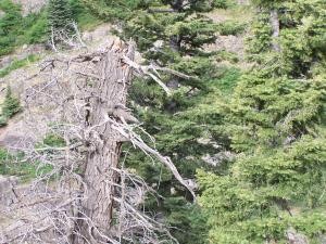A dead tree image