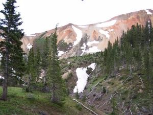 Downed trees image
