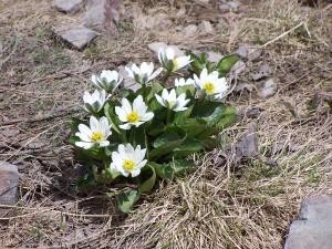 Mountain flowers image