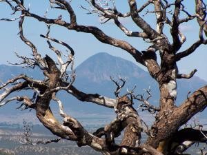 A burned tree image