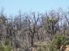Burned trees at Mesa Verde