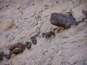 Wood in the walls image