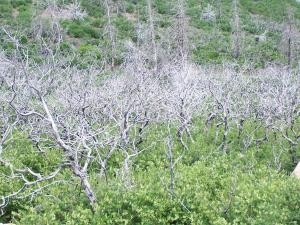 Dead burned trees image