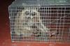 Racoon in a cage