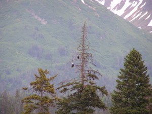 Bald Eagles in tree image