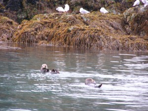 Otters at Halibut Cove image