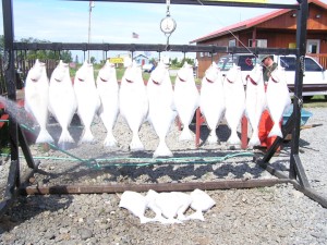 Halibut Catch image