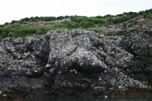 Gull Nests image