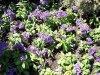 Flowers in Butchart Gardens