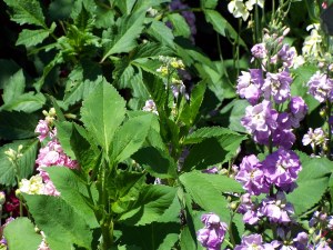 Flowers in Butchart Gardens image